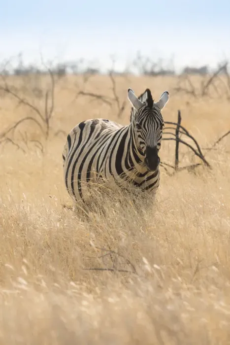 Framed Print : Plains Zebra -Equus burchellii- standing in dry grass, Etosha National Park, Namibia