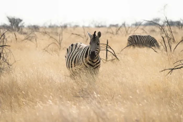 Framed Print : Plains Zebra -Equus burchellii- standing in dry grass, Etosha National Park, Namibia Framed Print : Plains Zebra -Equus burchellii- standing in dry grass, Etosha National Park, Namibia