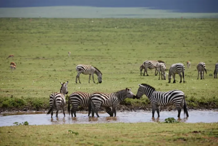 Framed Print : Plains Zebra, Equus quagga Framed Print : Plains Zebra, Equus quagga