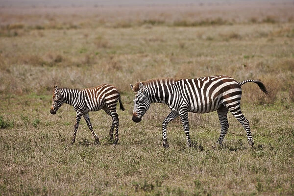 Plains Zebra, Equus quagga