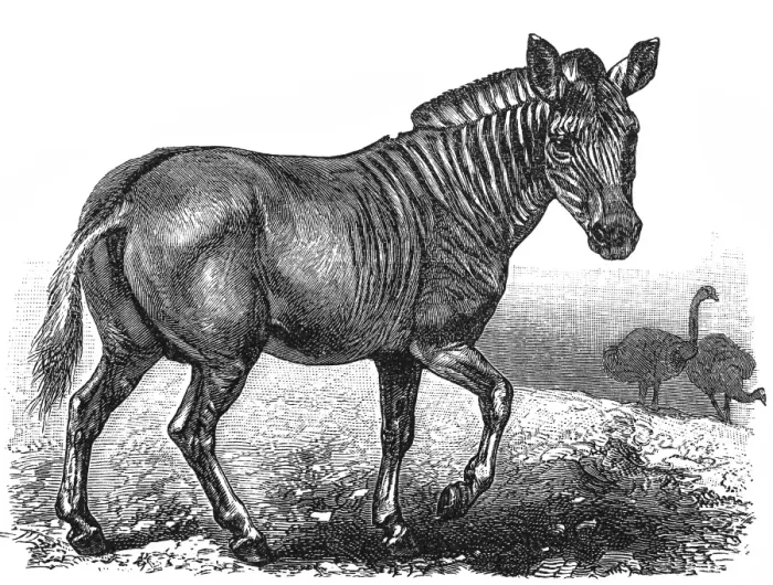 Framed Print : Plains zebra (Equus quagga) Framed Print : Plains zebra (Equus quagga)