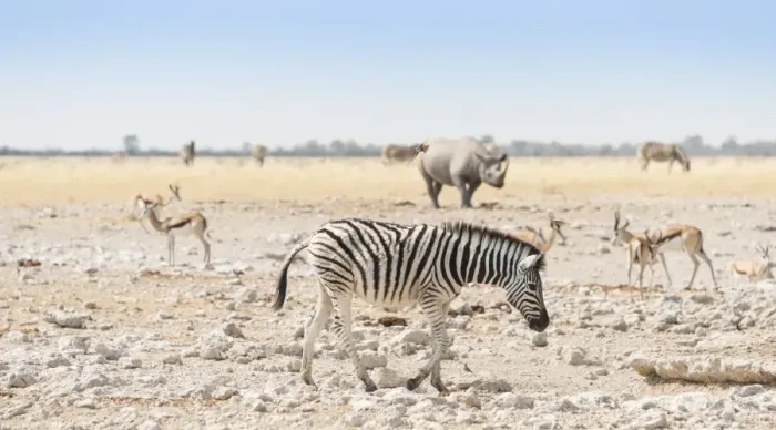 Framed Print : Plains Zebra -Equus quagga-, behind a black rhino -Diceros bicornis-, Etosha National Park, Namibia Framed Print : Plains Zebra -Equus quagga-, behind a black rhino -Diceros bicornis-, Etosha National Park, Namibia
