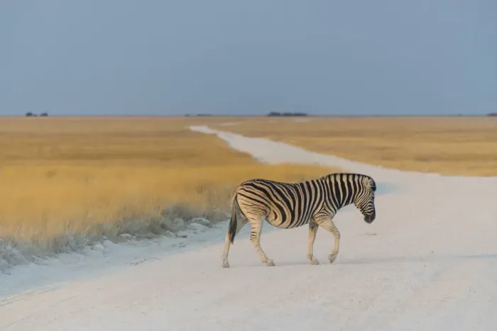 Framed Print : Plains Zebra -Equus quagga- crossing dirt road, Etosha National Park, Namibia Framed Print : Plains Zebra -Equus quagga- crossing dirt road, Etosha National Park, Namibia