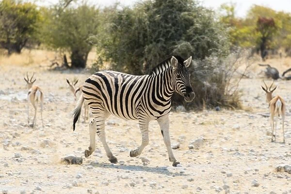 Plains Zebra -Equus quagga-, Etosha National Park, Namibia