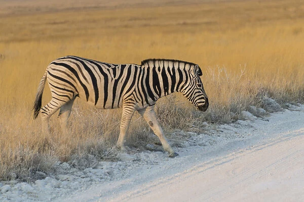 Plains zebra -Equus quagga-, Etosha National Park, Namibia