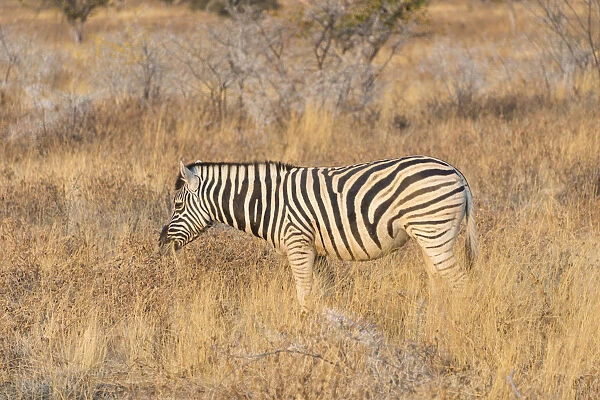 Plains zebra -Equus quagga-, Etosha National Park, Namibia