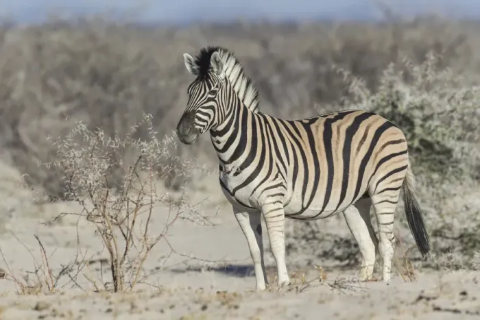 Framed Print : Plains Zebra -Equus quagga-, Etosha National Park, Namibia