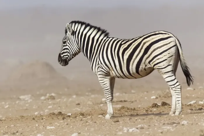 Framed Print : Plains Zebra -Equus quagga-, Etosha National Park, Namibia Framed Print : Plains Zebra -Equus quagga-, Etosha National Park, Namibia