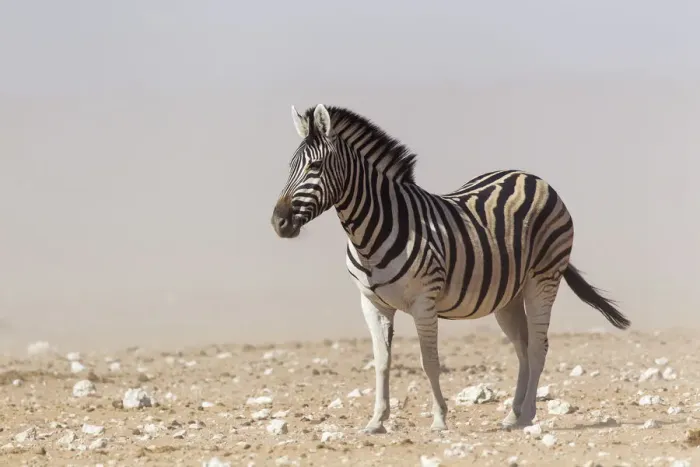 Framed Print : Plains Zebra -Equus quagga-, Etosha National Park, Namibia Framed Print : Plains Zebra -Equus quagga-, Etosha National Park, Namibia