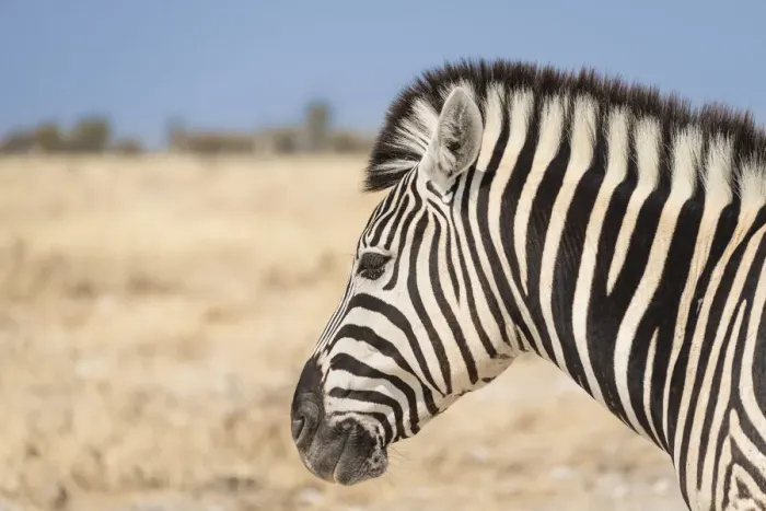Framed Print : Plains Zebra -Equus quagga-, Etosha National Park, Namibia Framed Print : Plains Zebra -Equus quagga-, Etosha National Park, Namibia