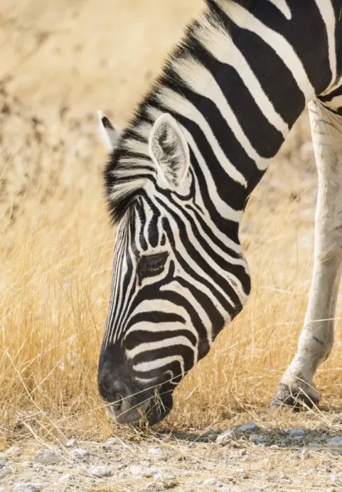 Framed Print : Plains Zebra -Equus quagga-, Etosha National Park, Namibia Framed Print : Plains Zebra -Equus quagga-, Etosha National Park, Namibia