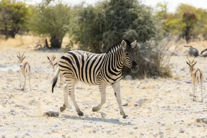 Framed Print : Plains Zebra -Equus quagga-, Etosha National Park, Namibia Framed Print : Plains Zebra -Equus quagga-, Etosha National Park, Namibia