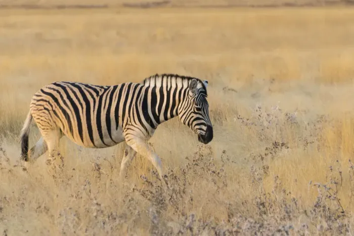 Framed Print : Plains zebra -Equus quagga-, Etosha National Park, Namibia Framed Print : Plains zebra -Equus quagga-, Etosha National Park, Namibia