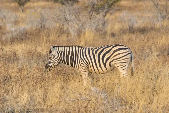 Framed Print : Plains zebra -Equus quagga-, Etosha National Park, Namibia Framed Print : Plains zebra -Equus quagga-, Etosha National Park, Namibia