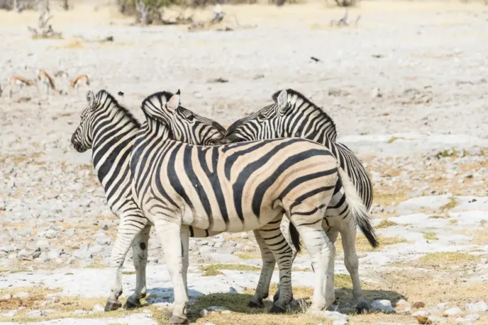 Framed Print : Plains zebra -Equus quagga-, Etosha National Park, Namibia Framed Print : Plains zebra -Equus quagga-, Etosha National Park, Namibia