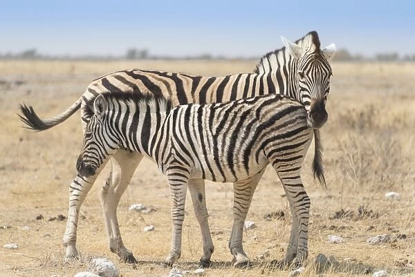 Plains Zebra -Equus quagga- with foal, Etosha National Park, Namibia