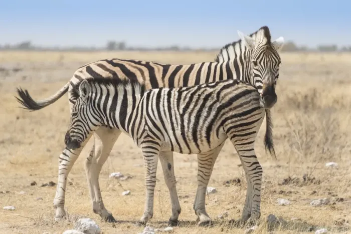 Framed Print : Plains Zebra -Equus quagga- with foal, Etosha National Park, Namibia