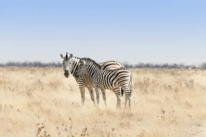 Framed Print : Plains Zebra -Equus quagga- with foal, Etosha National Park, Namibia Framed Print : Plains Zebra -Equus quagga- with foal, Etosha National Park, Namibia
