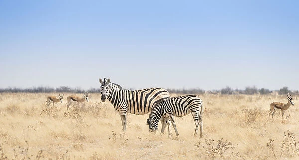 Plains Zebra -Equus quagga- with foal, Etosha National Park, Namibia