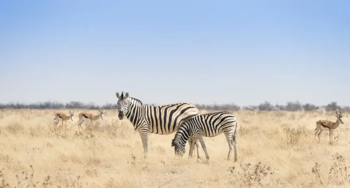 Framed Print : Plains Zebra -Equus quagga- with foal, Etosha National Park, Namibia