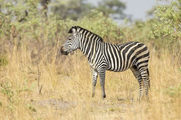 Plains Zebra -Equus quagga-, Mudumu National Park, Caprivi Strip, Namibia, Africa