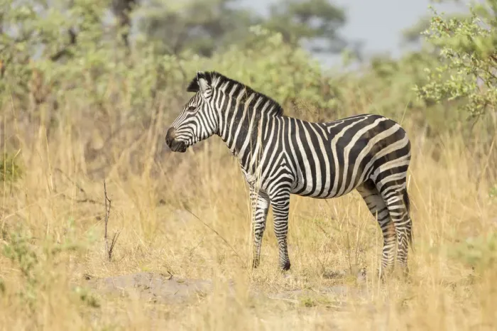 Framed Print : Plains Zebra -Equus quagga-, Mudumu National Park, Caprivi Strip, Namibia, Africa