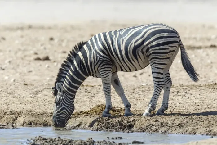 Framed Print : Plains Zebra -Equus quagga- at the waterhole, Etosha National Park, Namibia Framed Print : Plains Zebra -Equus quagga- at the waterhole, Etosha National Park, Namibia