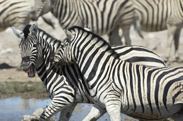 Framed Print : Plains zebra, Etosha National Park, Namib Framed Print : Plains zebra, Etosha National Park, Namib