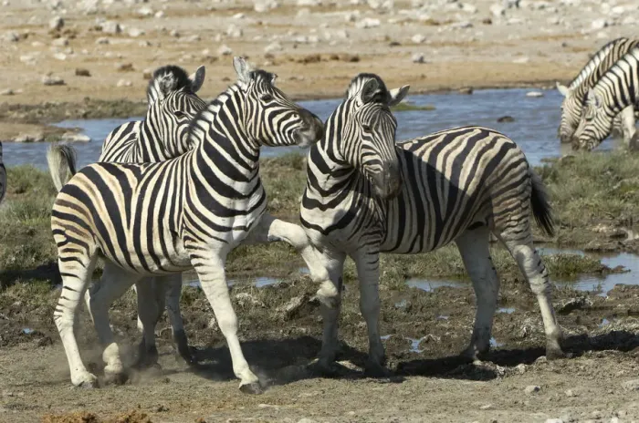 Framed Print : Plains Zebra, Etosha National Park, Namibia
