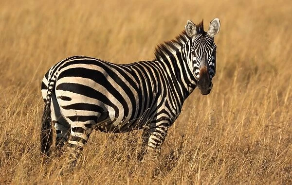 Plains Zebra in golden grass