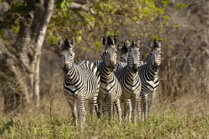 Framed Print : Plains Zebra, Mana Pools National Park, Zimbabwe Framed Print : Plains Zebra, Mana Pools National Park, Zimbabwe