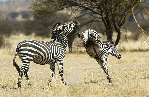 Plains Zebra, Ruaha National Park, Tanzania