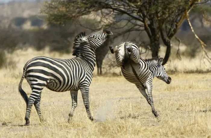 Framed Print : Plains Zebra, Ruaha National Park, Tanzania Framed Print : Plains Zebra, Ruaha National Park, Tanzania