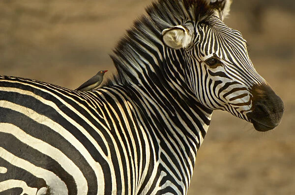 Plains Zebra, South Luangwa National Park, Zambia