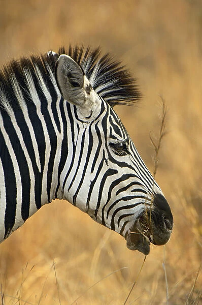 Plains Zebra, South Luangwa National Park, Zambia