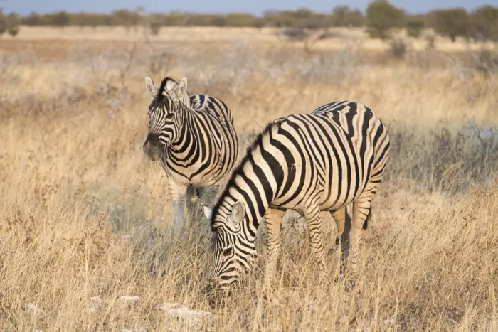 Framed Print : Plains Zebras or Burchells Zebras -Equus burchelli-, Etosha National Park, Namibia Framed Print : Plains Zebras or Burchells Zebras -Equus burchelli-, Etosha National Park, Namibia
