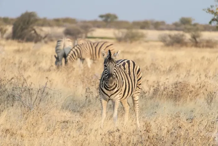 Framed Print : Plains Zebras or Burchells Zebras -Equus burchelli-, Etosha National Park, Namibia Framed Print : Plains Zebras or Burchells Zebras -Equus burchelli-, Etosha National Park, Namibia