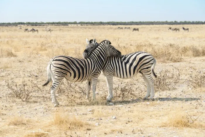 Framed Print : Plains Zebras or Burchells Zebras -Equus burchelli-, Etosha National Park, Namibia Framed Print : Plains Zebras or Burchells Zebras -Equus burchelli-, Etosha National Park, Namibia