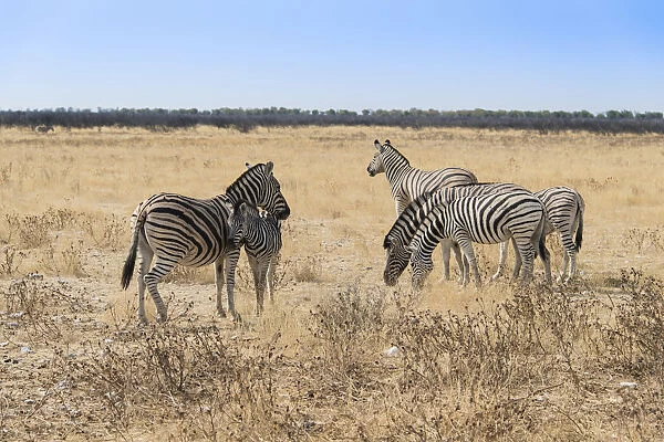 Plains Zebras or Burchells Zebras -Equus burchelli-, Etosha National Park, Namibia