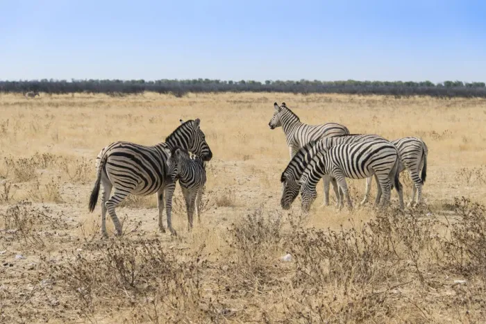Framed Print : Plains Zebras or Burchells Zebras -Equus burchelli-, Etosha National Park, Namibia Framed Print : Plains Zebras or Burchells Zebras -Equus burchelli-, Etosha National Park, Namibia