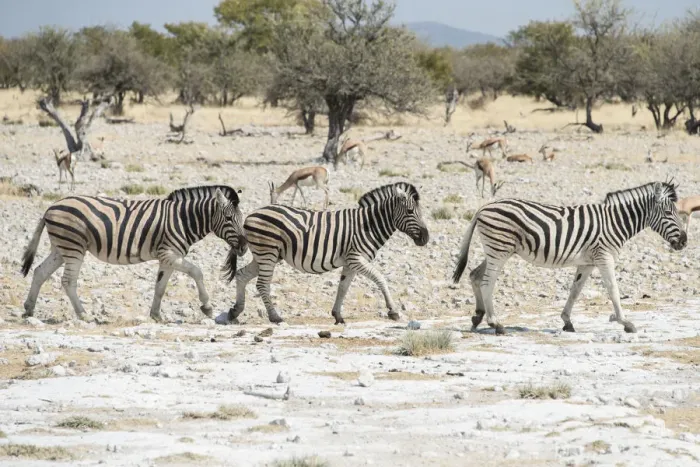Framed Print : Plains Zebras or Burchells Zebras -Equus burchelli-, Etosha National Park, Namibia Framed Print : Plains Zebras or Burchells Zebras -Equus burchelli-, Etosha National Park, Namibia