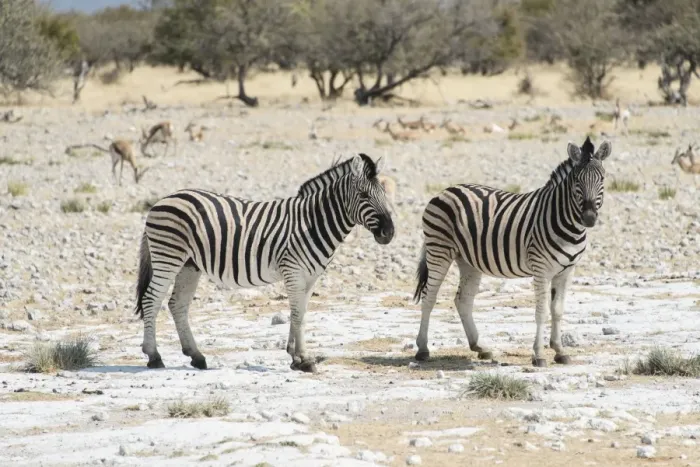 Framed Print : Plains Zebras or Burchells Zebras -Equus burchelli-, Etosha National Park, Namibia Framed Print : Plains Zebras or Burchells Zebras -Equus burchelli-, Etosha National Park, Namibia