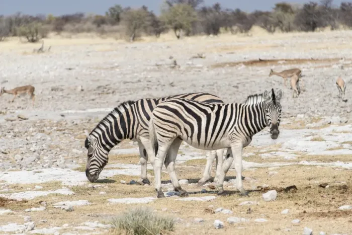 Framed Print : Plains Zebras or Burchells Zebras -Equus burchelli-, Etosha National Park, Namibia Framed Print : Plains Zebras or Burchells Zebras -Equus burchelli-, Etosha National Park, Namibia