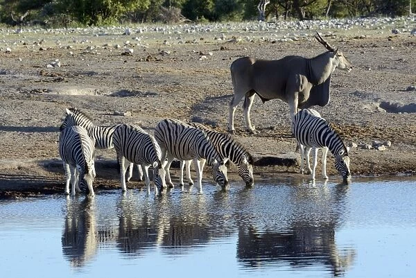 Plains Zebras or Burchells Zebras -Equus quagga- and a Common Eland or Eland Antilope -Taurotragus oryx-, Etosha National Park, Namibia