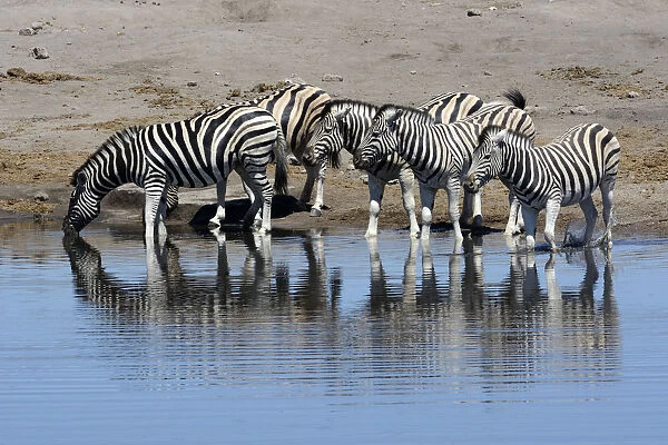 Plains Zebras or Burchells Zebras -Equus quagga- at a waterhole, Etosha National Park, Namibia