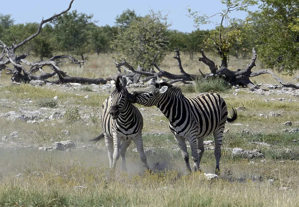 Plains Zebras or Burchells Zebras -Equus quagga-, Etosha National Park, Namibia