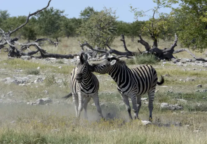 Framed Print : Plains Zebras or Burchells Zebras -Equus quagga-, Etosha National Park, Namibia Framed Print : Plains Zebras or Burchells Zebras -Equus quagga-, Etosha National Park, Namibia