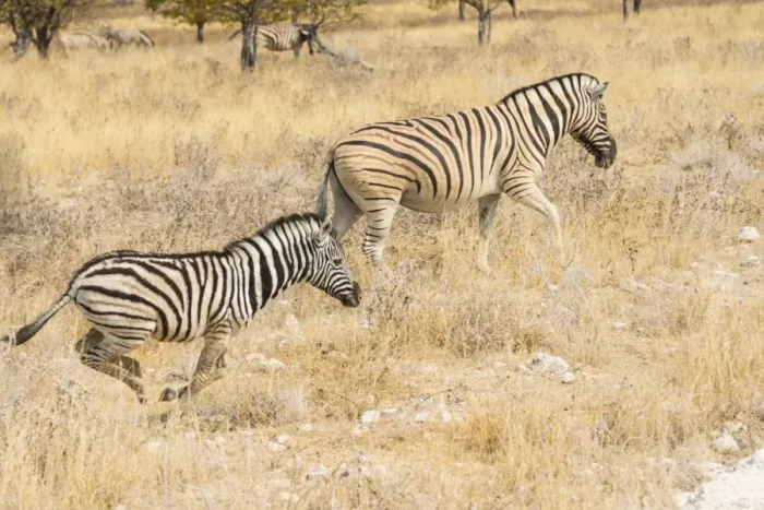Framed Print : Plains Zebras or Burchells Zebras -Equus quagga burchelli-, Etosha National Park, Namibia