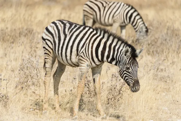 Framed Print : Plains Zebras or Burchells Zebras -Equus quagga burchelli-, grazing, Etosha National Park, Namibia Framed Print : Plains Zebras or Burchells Zebras -Equus quagga burchelli-, grazing, Etosha National Park, Namibia
