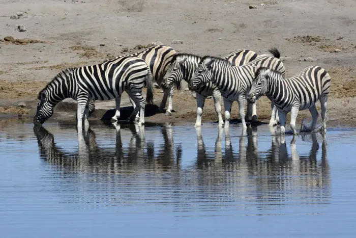 Framed Print : Plains Zebras or Burchells Zebras -Equus quagga- at a waterhole, Etosha National Park, Namibia Framed Print : Plains Zebras or Burchells Zebras -Equus quagga- at a waterhole, Etosha National Park, Namibia